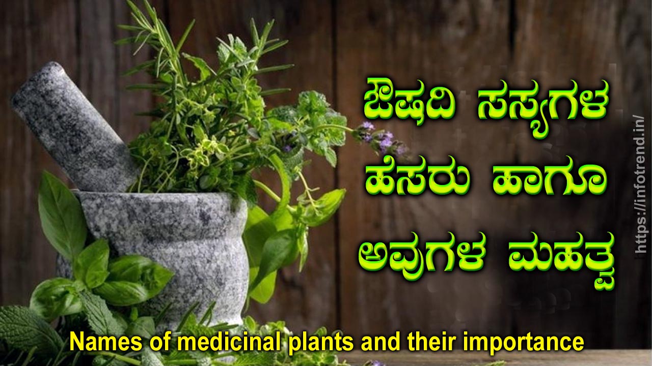 ಔಷಧಿ ಸಸ್ಯಗಳು ಹೆಸರು ಮತ್ತು ಉಪಯೋಗ